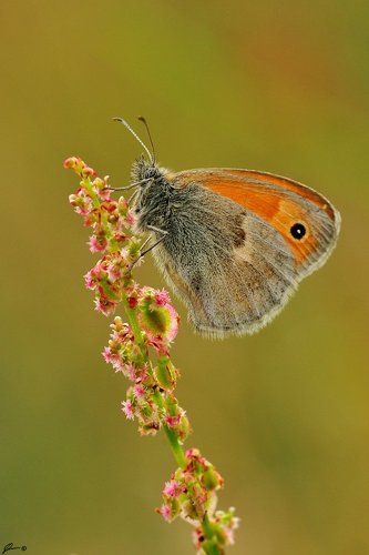 Coenonympha pamphilus