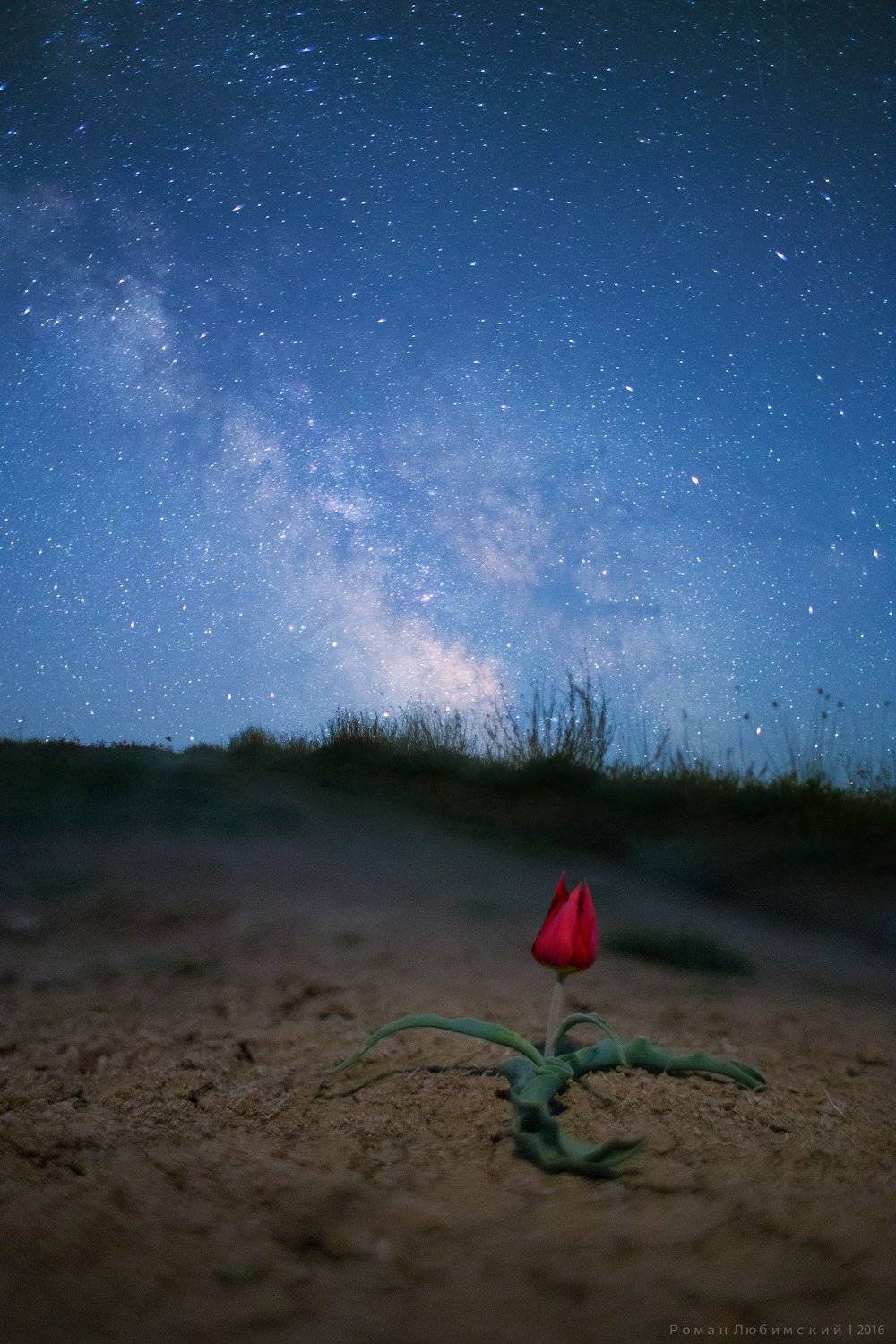 цветы, крым, пейзаж, тюльпан, коктебель, тихая бухта, млечный путь, звезды, ночь, красиво, небо, Роман Любимский