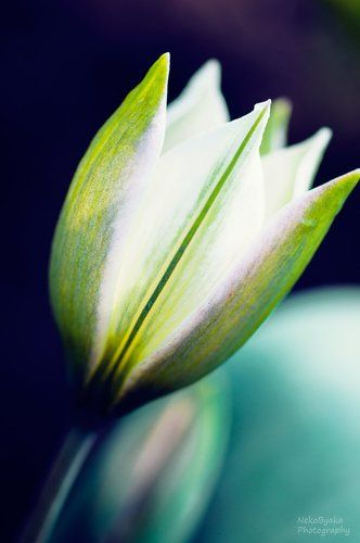 Tulip