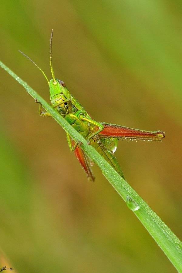 Insect, Macro, Makro, Nature, Mariusz Oparski