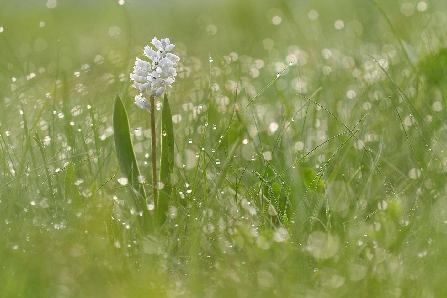 гиацинтик, hyacinthella, leucophaea, Sergii Markov