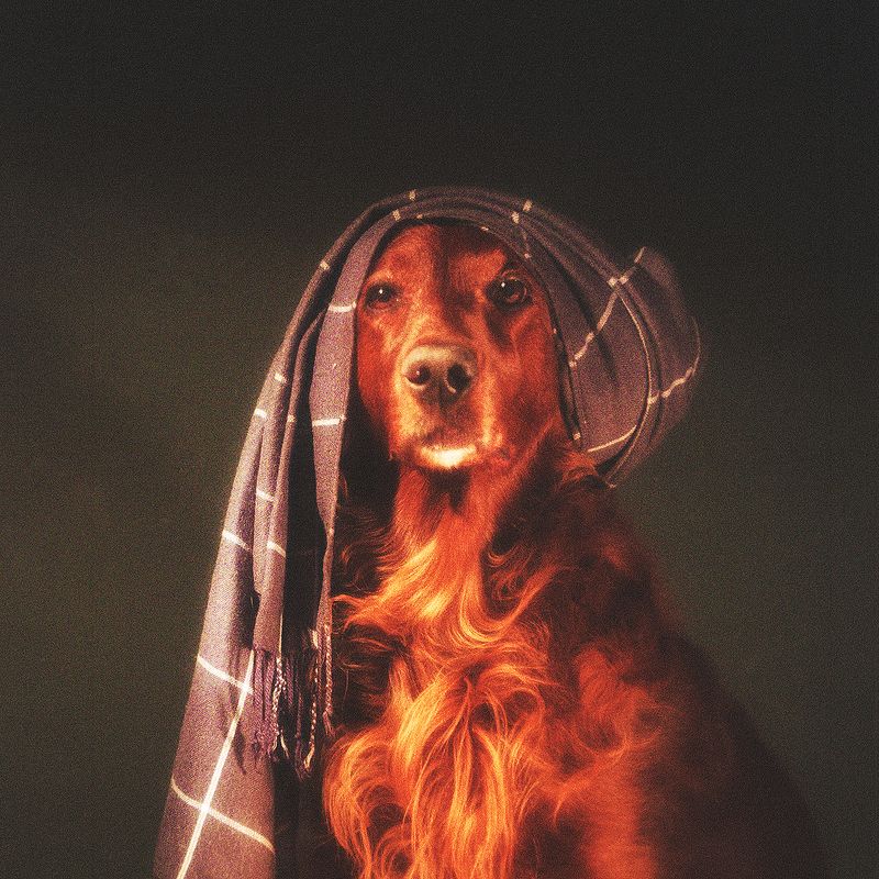 животное, собака, сеттер, ирландский, красный, арт, портрет,  Портрет животного фото превью