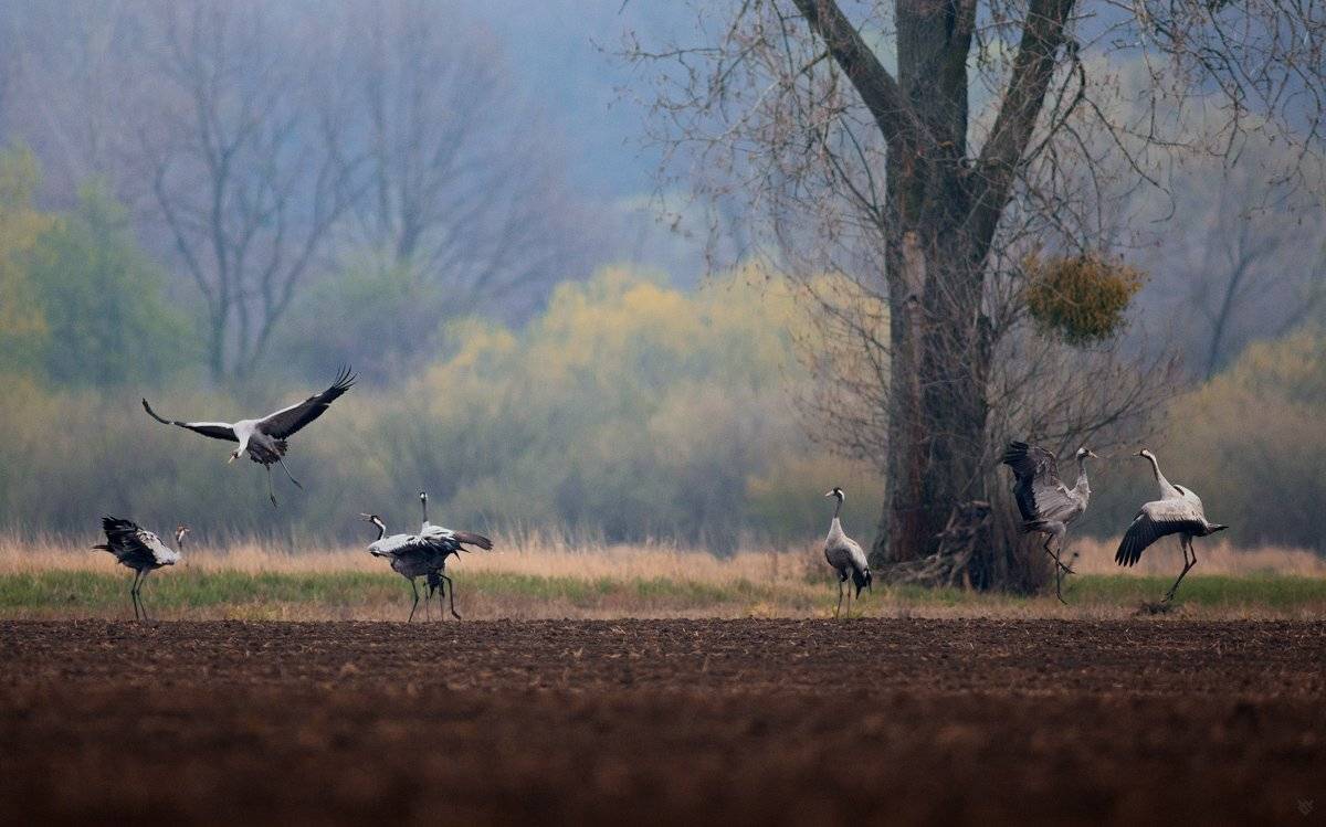Common crane, wildlife, birds, Wojciech Grzanka