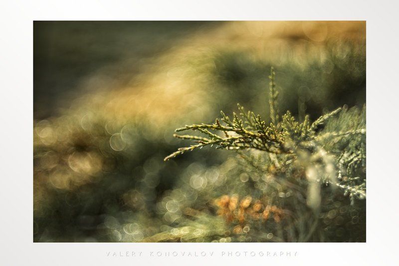 Макро, Цветы Helios 44-2 фото превью