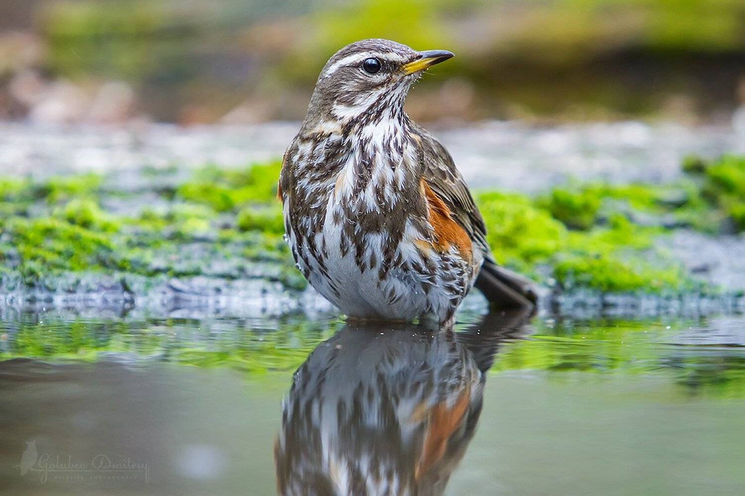 белобровик, дрозд, птицы, водопой, redwing, bird, wildlife, Голубев Дмитрий