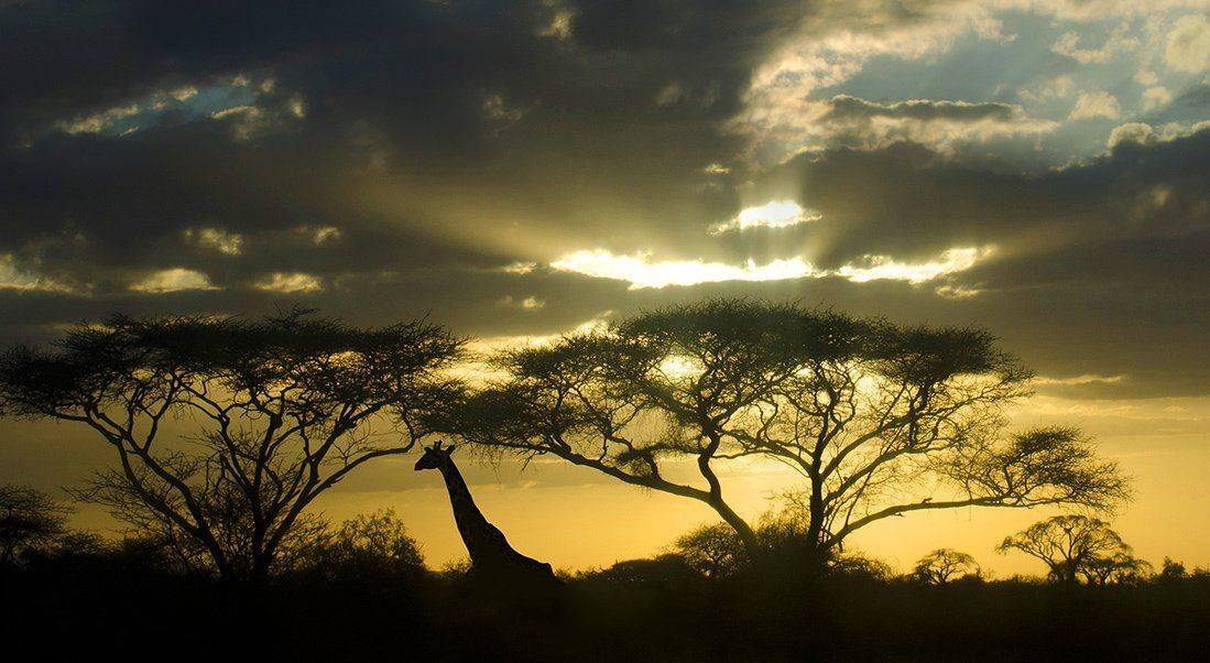 Жираф, профиль, контур, сафари, пейзаж, африка, Марина Мудрова