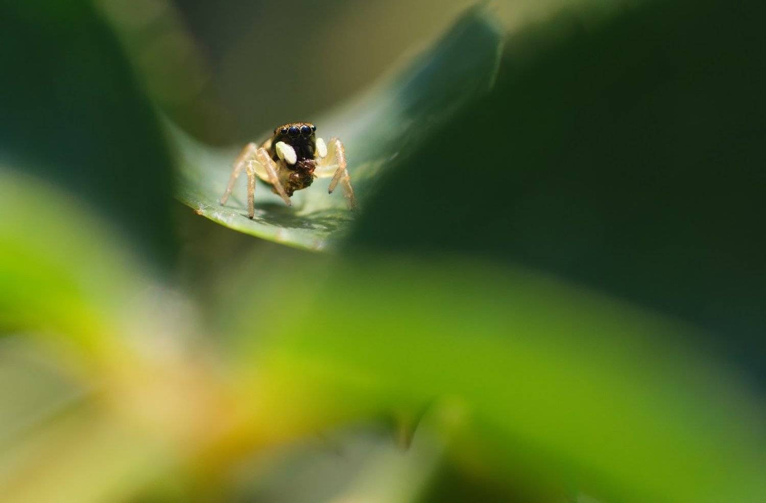 макро, паук, скакун, macro, spider, Дмитрий