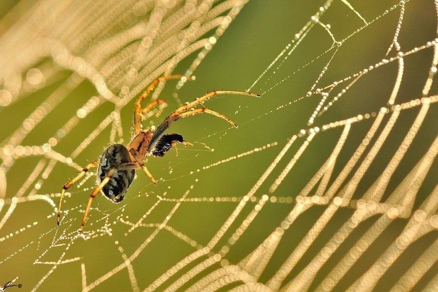Macro, Makro, Nature, Spider, Mariusz Oparski