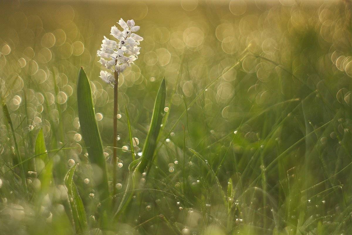 , Роман Рысь