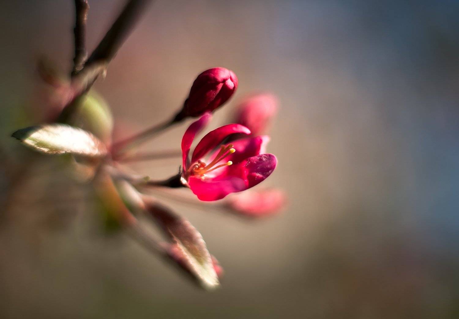 , Валерий Смирнов