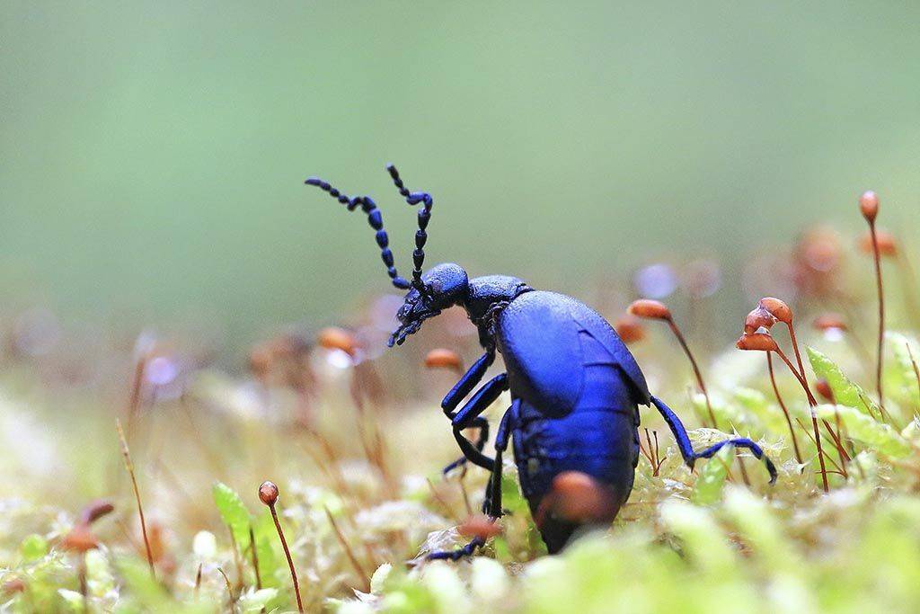 весна, жук, черный, крыло, броня, красиво,  макро, фото, маленькие, насекомые, один, природа, растения, фауна, Флора, фон, зеленый, цветы;, Виктор