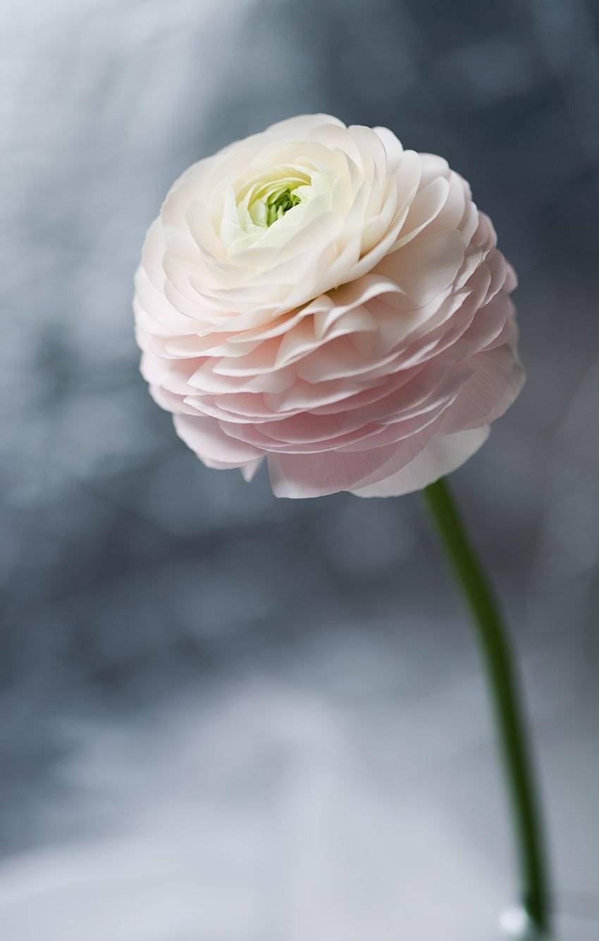 , Наиля Гарифуллина