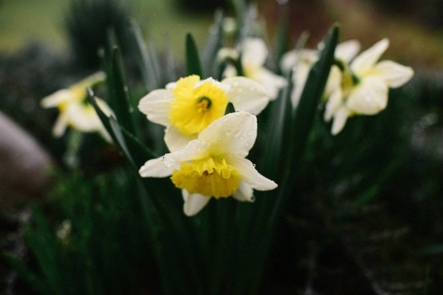 , Шнель Андрей