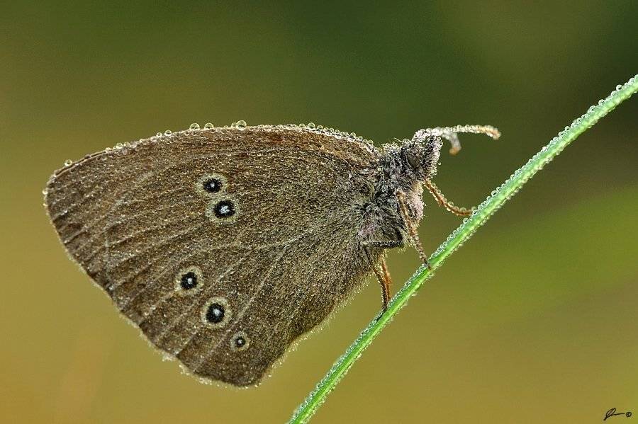Butterfly, Insect, Macro, Makro, Nature, Mariusz Oparski