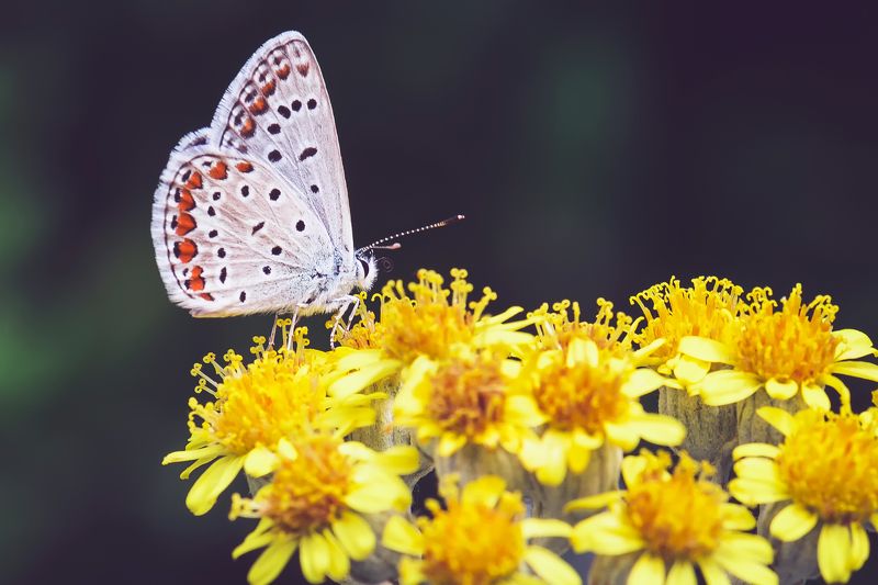 Butterfly фото превью