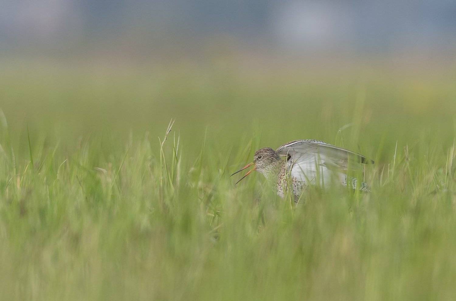 aves, birds, common redshank, ptaki, siewkowe, sandpipers, scolopacidae, tringa totanus, krwawodzi&oacute;b, Dominik Chrzanowski