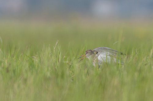 Common Redshank