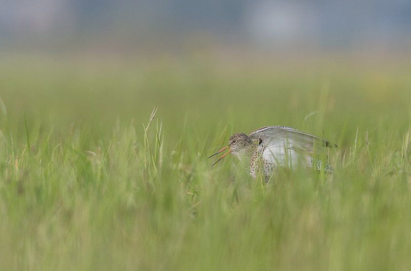 aves, birds, common redshank, ptaki, siewkowe, sandpipers, scolopacidae, tringa totanus, krwawodziób Common Redshank фото превью