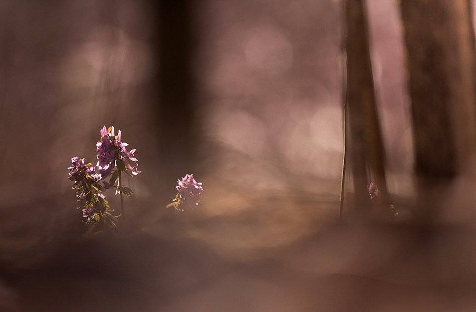 , Иваненко Светлана