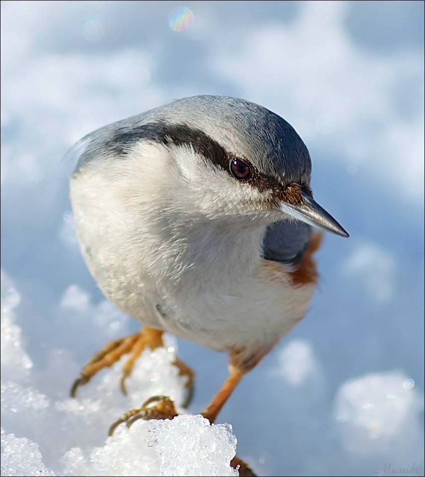поползень, Андрей Медведев