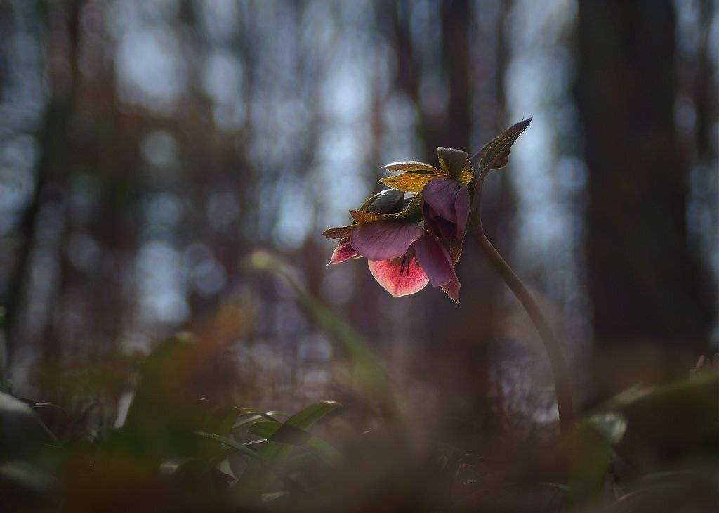 , Валерия Зверева