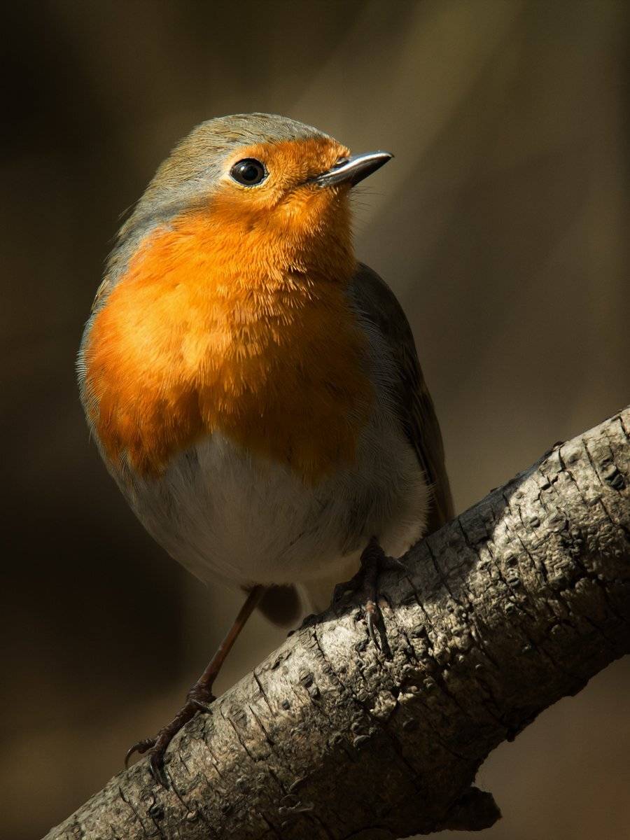 , Валерий Субачев