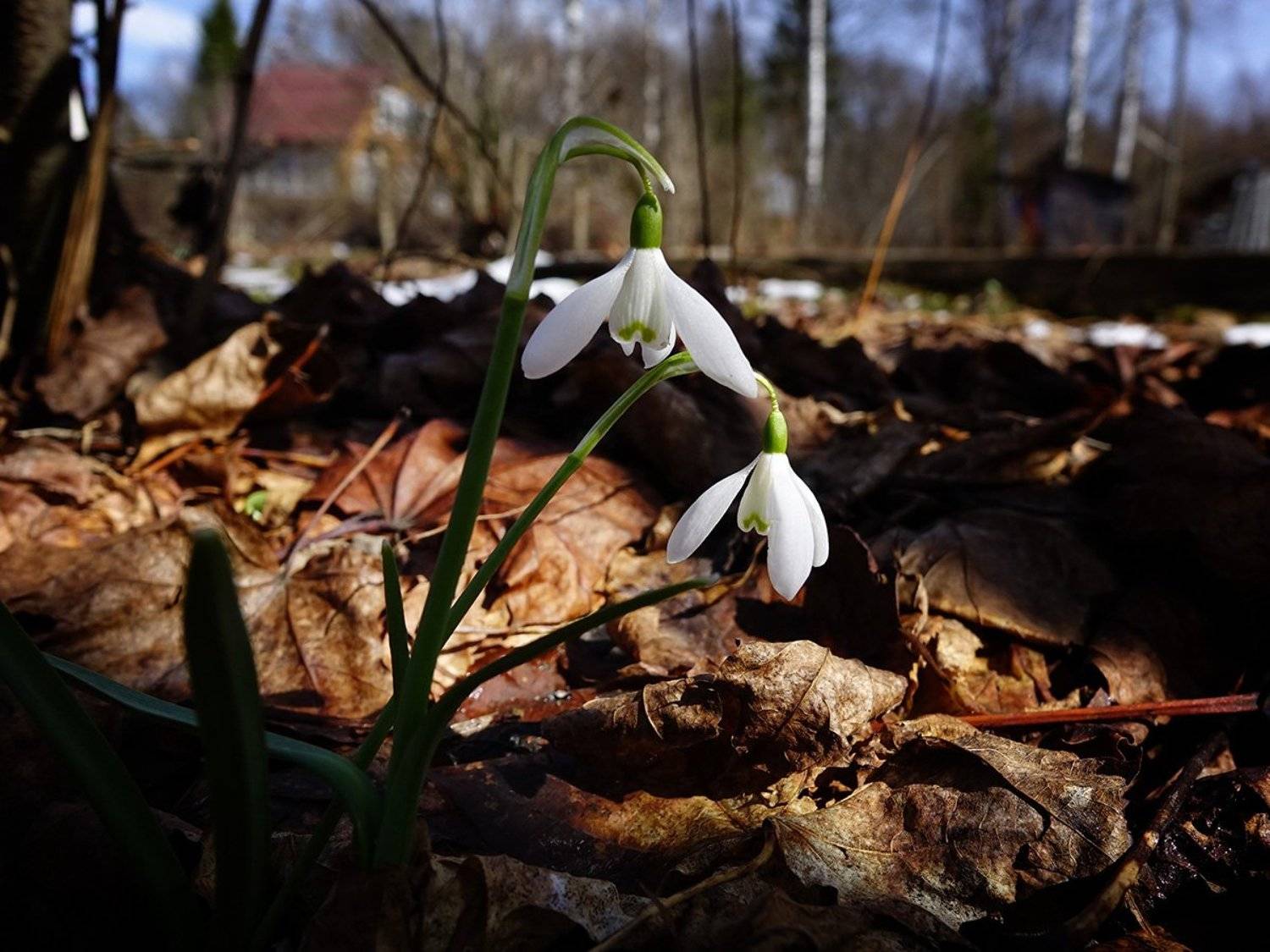 , Дмитрий Виноградов