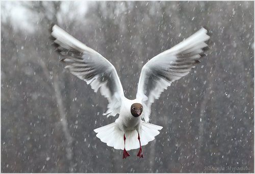 Бело-снежная