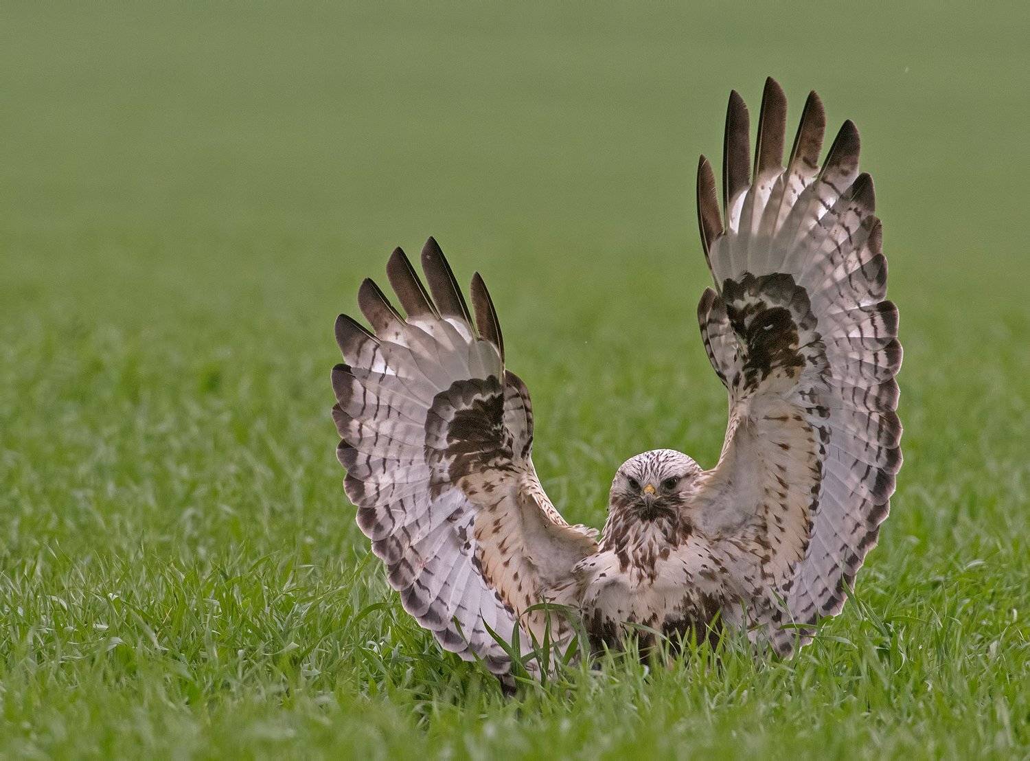 , Сергей Златков