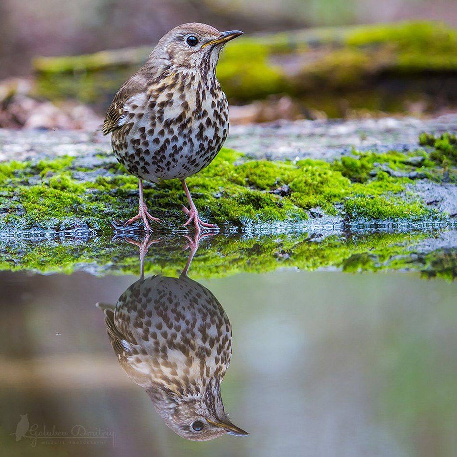 певчий дрозд, дрозд, птицы, водопой, дикая природа, song thrush, bird, wildlife, Голубев Дмитрий
