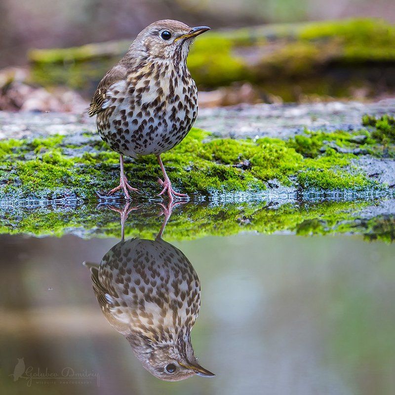 певчий дрозд, дрозд, птицы, водопой, дикая природа, song thrush, bird, wildlife Певчий дрозд в зазеркалье фото превью