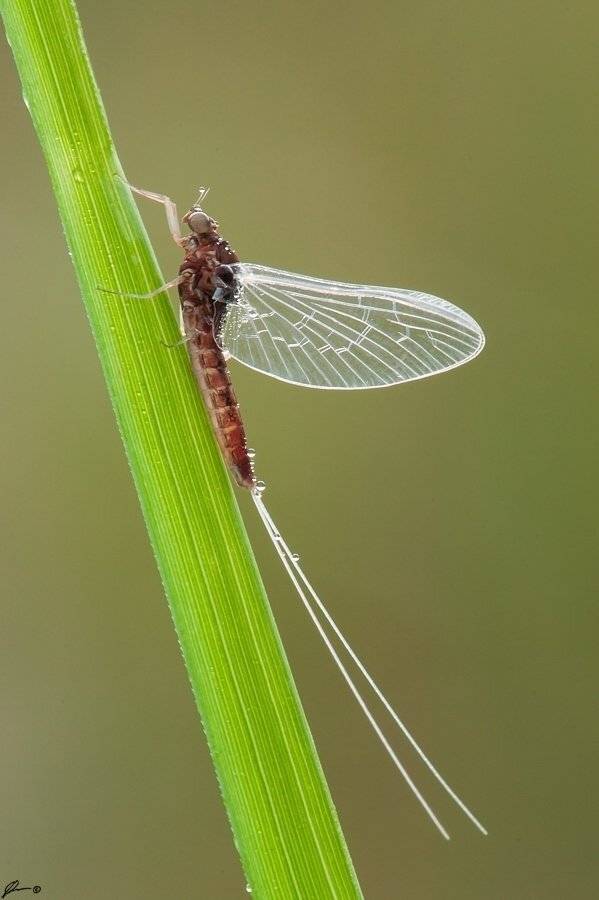 Insect, Macro, Makro, Nature, Mariusz Oparski