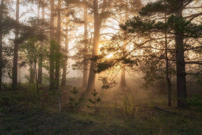 Очарование утреннего леса фото превью