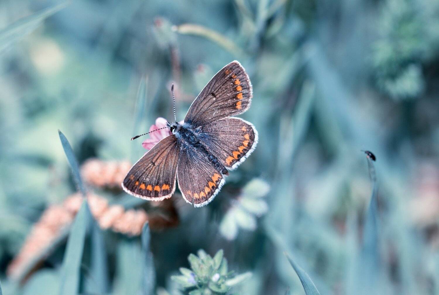 синий,лето,синийлето,summer,spring,butterfly,, Naiden Bochev