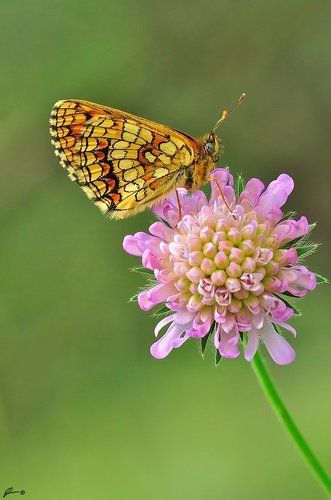 Melitaea athalia