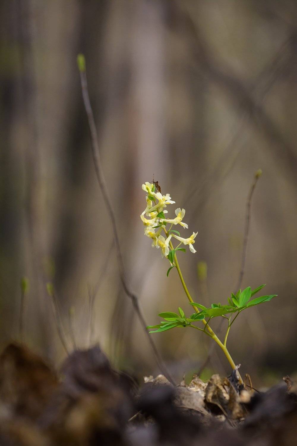 , Кузнецов Дмитрий