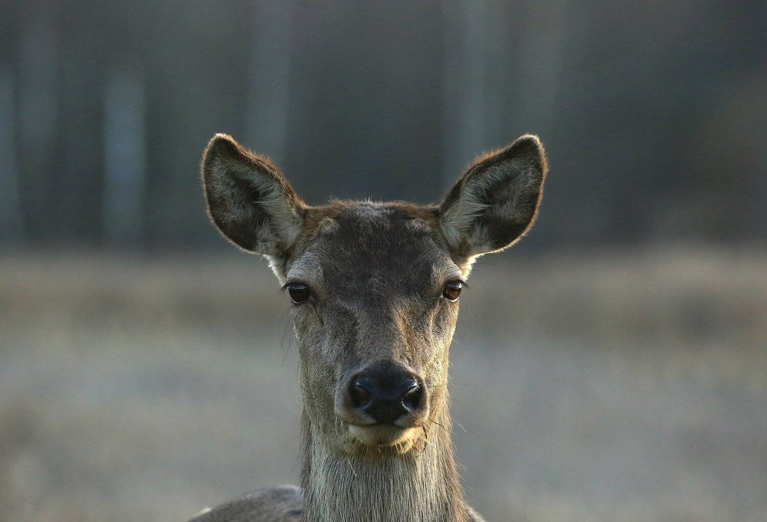 , Андрей Шимчук
