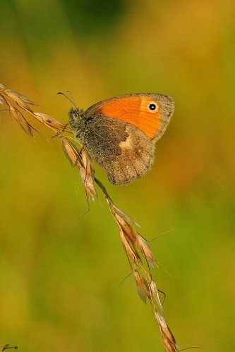 Coenonympha pamphilus