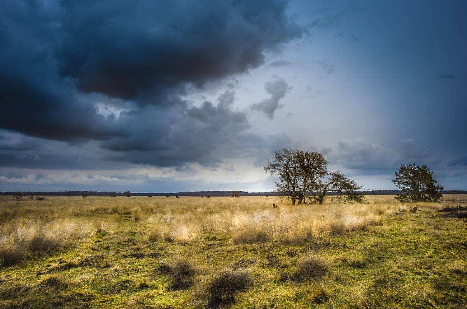 Cloud, Dry, Grass, Green, Landscape, Landscape nature light tree gras, Landscape, nature, light, tree,, Light, Nature, Netherlands, Plain, Tree, Weather, Сергей Нестеров