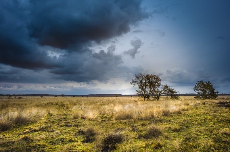 Cloud, Dry, Grass, Green, Landscape, Landscape nature light tree gras, Landscape, nature, light, tree,, Light, Nature, Netherlands, Plain, Tree, Weather mood.. фото превью
