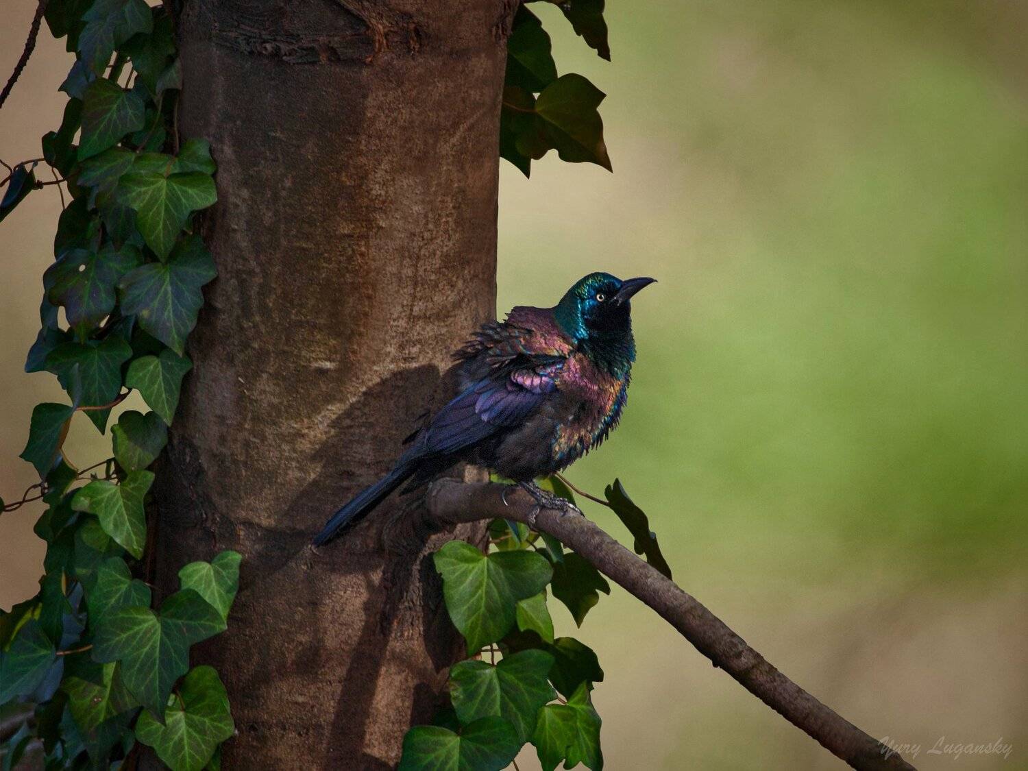 Common grackle, Yury Lugansky