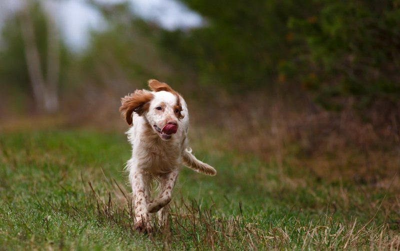 Английский сеттер, Охотничьи собаки Весенний позитивчик. фото превью