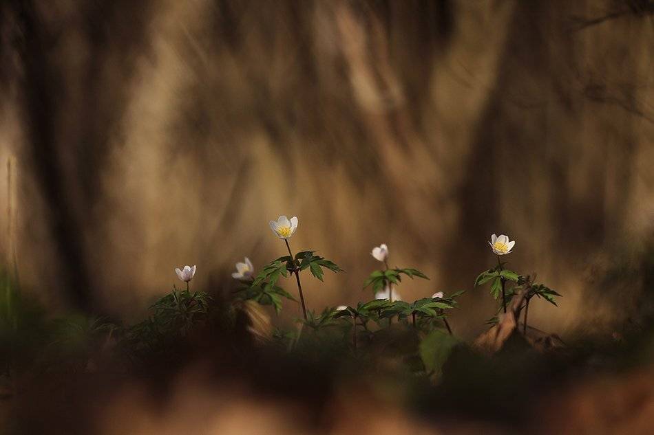 , Иваненко Светлана