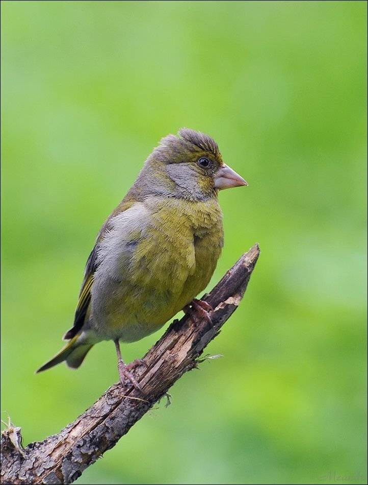 зеленушка, Андрей Медведев