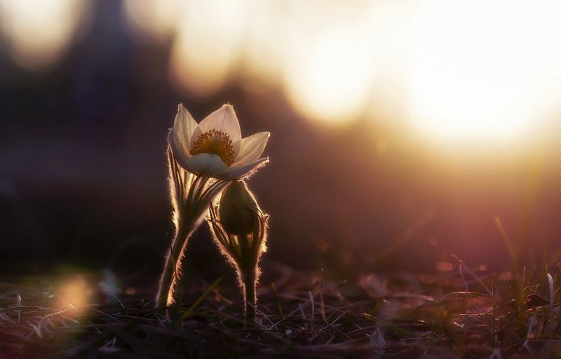 Глаза их полны заката ... фото превью