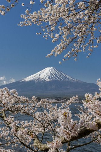 Full bloom under blue sky