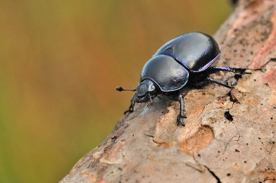 Insect, Macro, Makro, Nature, Mariusz Oparski