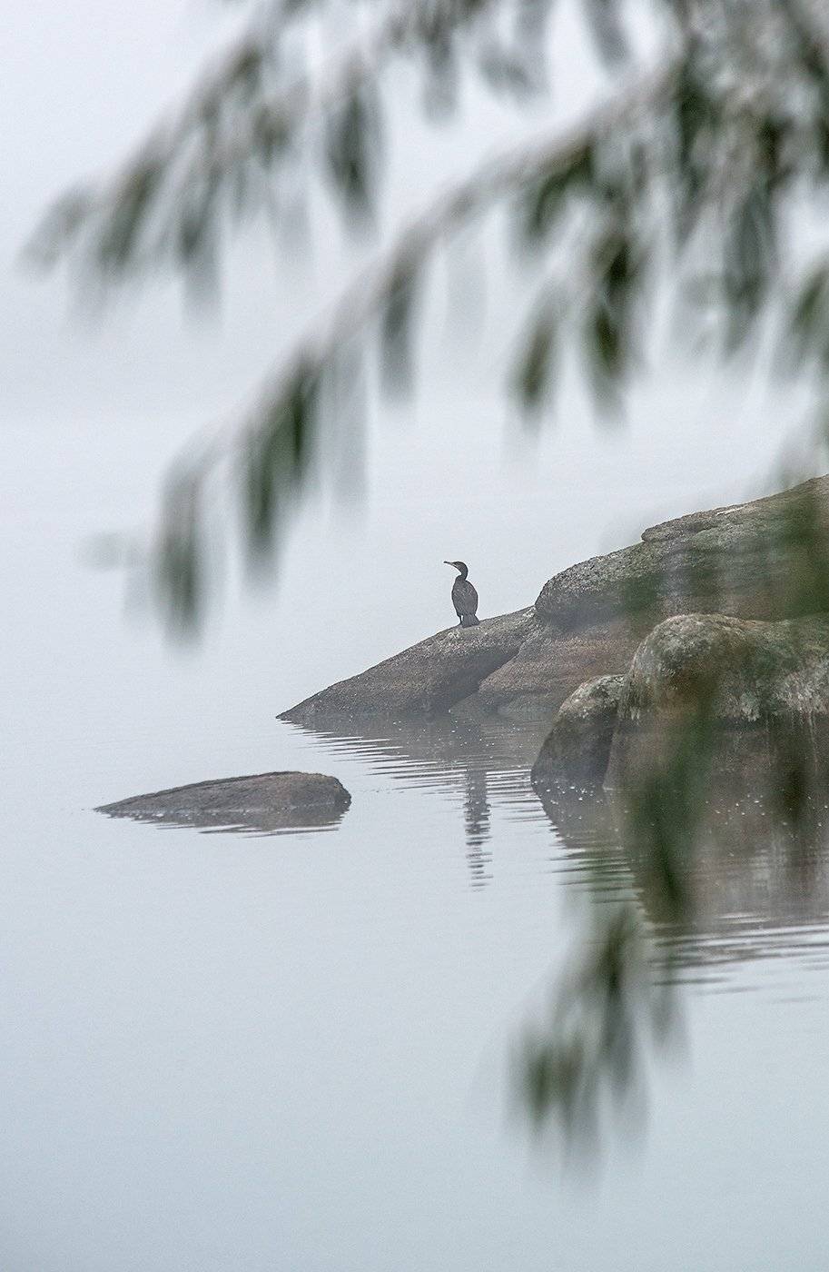 Altai, Siberia, Алтай, Алтайский край, Баклан, Берег, Птица, Сибирь, Туман, Павел Филатов