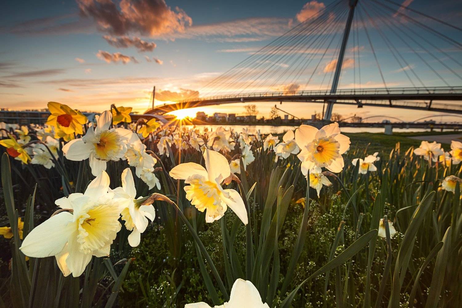 sun,flower,sunset, Nicolai