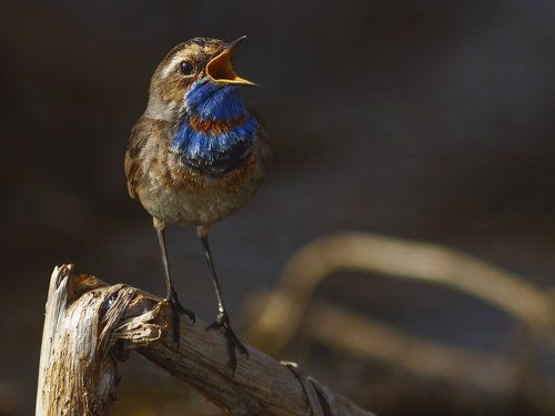 Bluethroat.